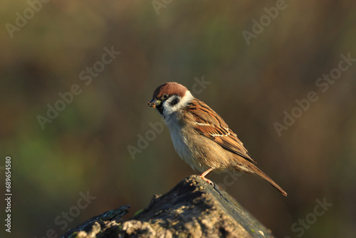 Eurasian tree sparrow, Passer montanus