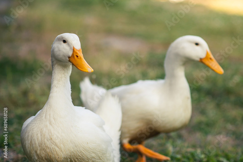 Two white geese stand on green grass. Poultry  breeding geese. Rural background.