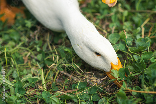 Two geese graze on the green grass close-up. Breeding of geese, free-range poultry.