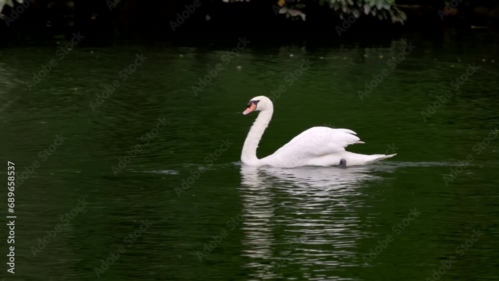 a side view tracking shot of a white swan swimming on swan lake at singapore botanic gardens of singapore a side view tracking shot of a white swan swimming on swan lake at singapore botanic gardens of singapore