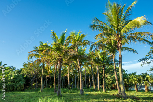 palm trees on the beach