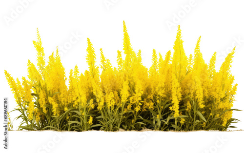 Solidago Field On Transparent Background