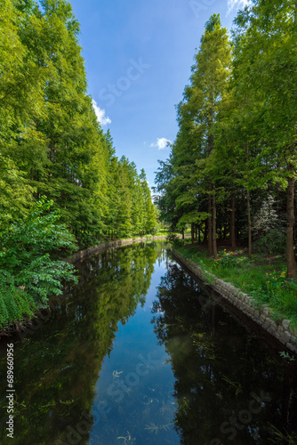 river in the forest