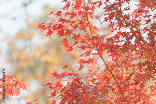 紅い紅葉
