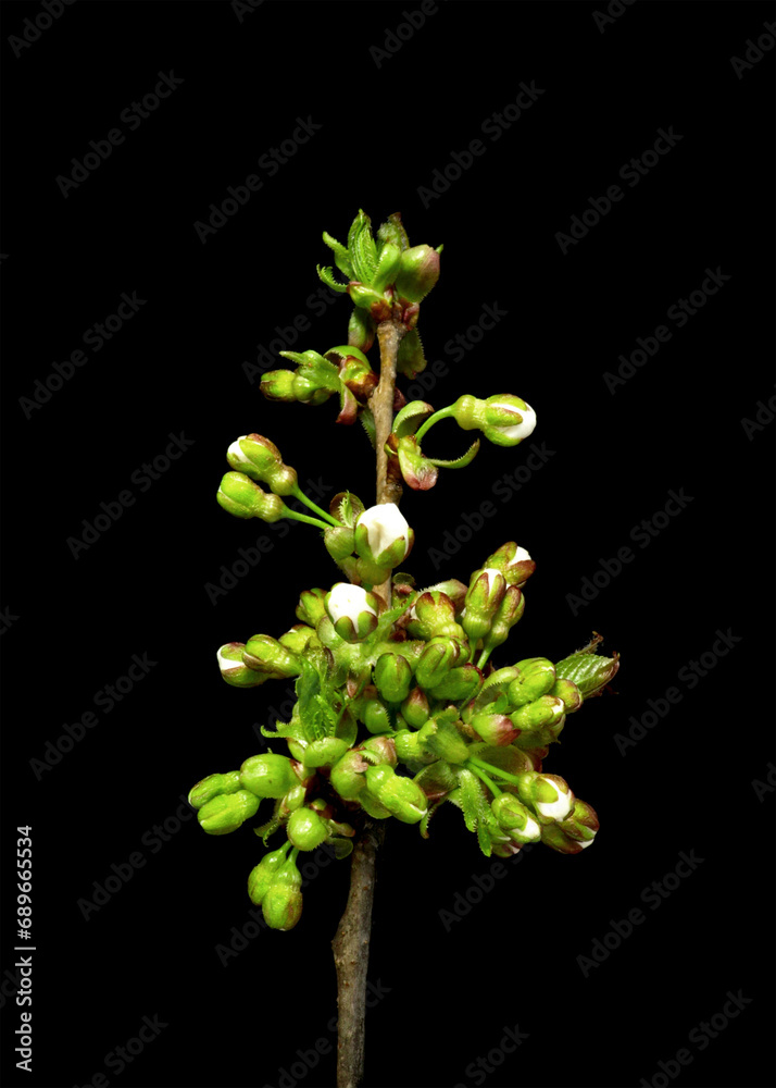 Spring blossom cherry blooming on black background. Spring blossom cherry blooming on black background.