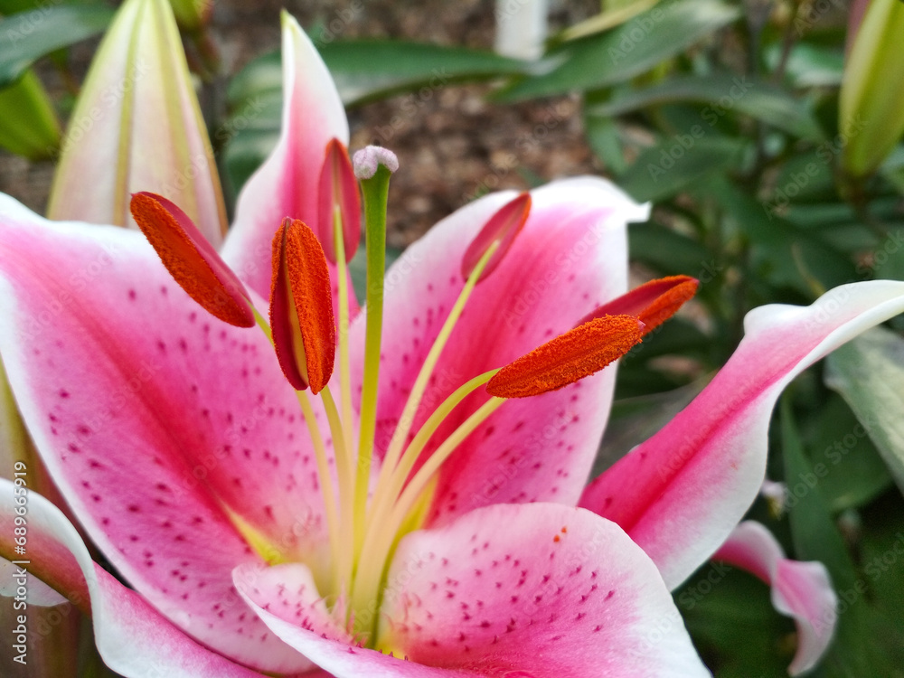 Close up pink Lily flower blooming