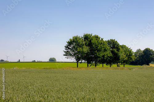 Summer landscape, The terrain of hilly countryside in Zuid-Limburg, Farmland with barley (gerst) Hordeum vulgare or Wheat on hillside and tree, Small villages in Dutch province of Limburg, Netherlands photo