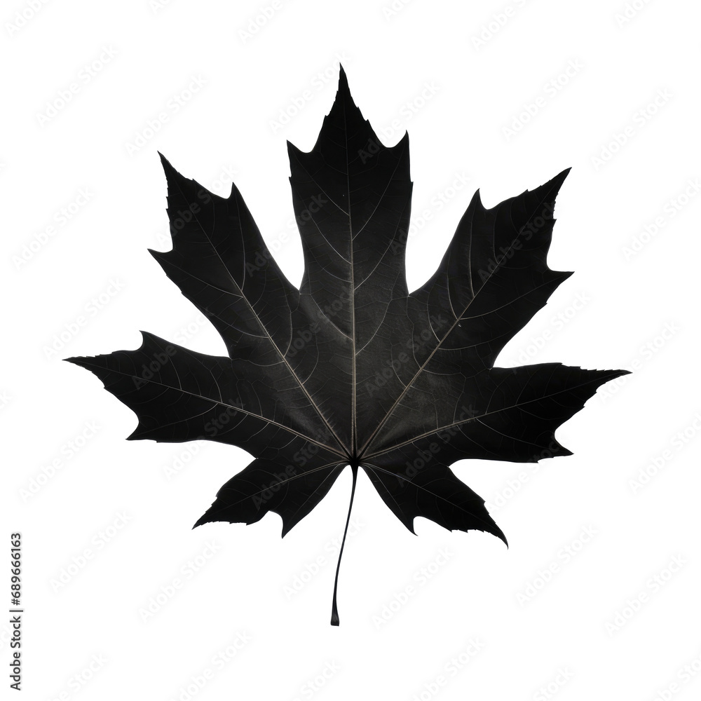 Naklejka premium Silhouette of maple leaf isolated on transparent background