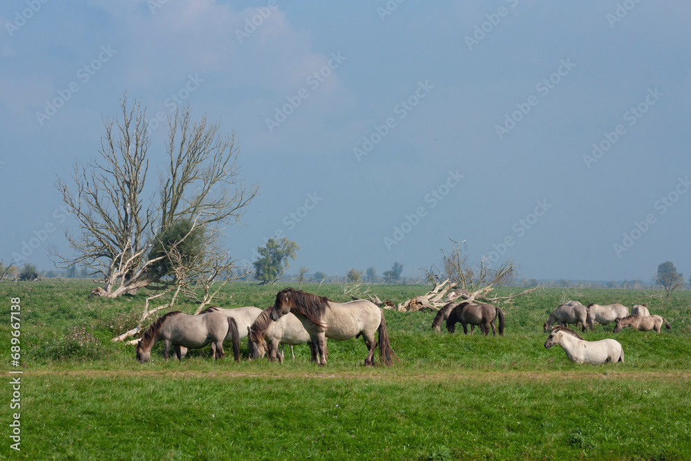 Naklejka premium Konik horses, wild horses herd, in the Oostvaardersplassen, national park, national reserve in the Netherlands