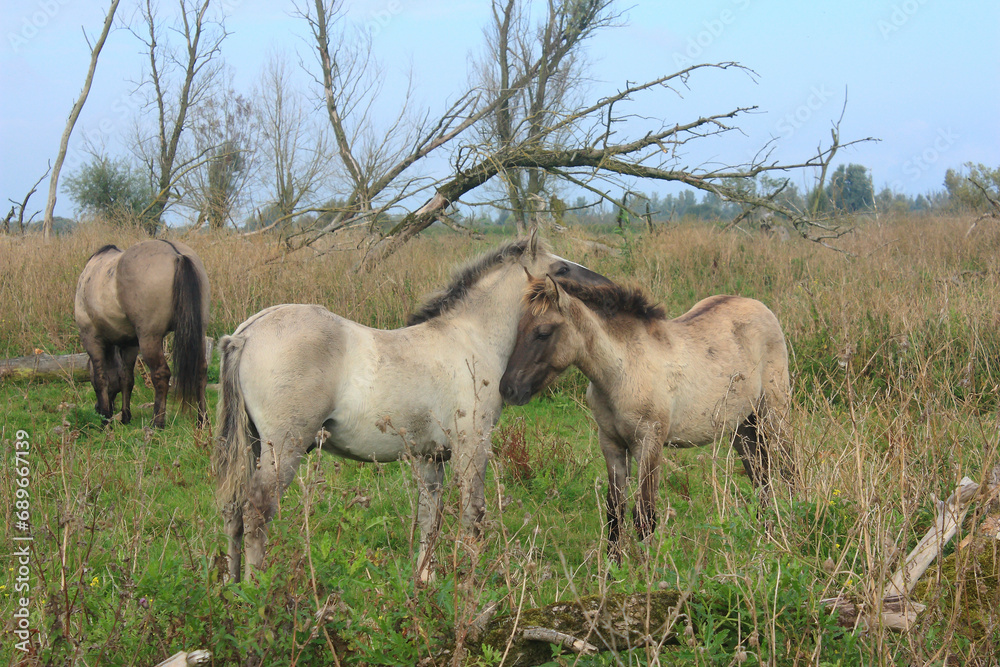 Konik horses, wild horses herd, in the Oostvaardersplassen, national park, national reserve in the Netherlands Konik horses, wild horses herd, in the Oostvaardersplassen, national park, national reserve in the Netherlands