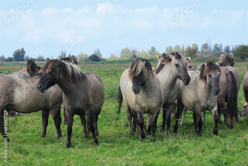 Konik horses, wild horses herd, in the Oostvaardersplassen, national park, national reserve in the Netherlands