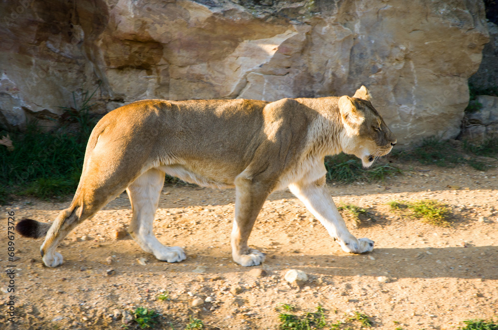 A lion who lives in a zoo lies on the green grass, plays with a lioness and walks A lion who lives in a zoo lies on the green grass, plays with a lioness and walks