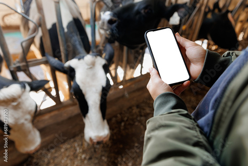 Fotografía Farmer uses phone app to monitor health care of cows, farm livestock
