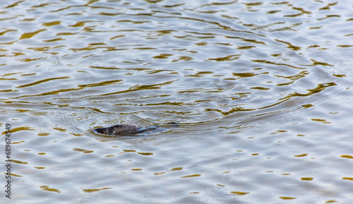 A fish swims on the surface of the water photo