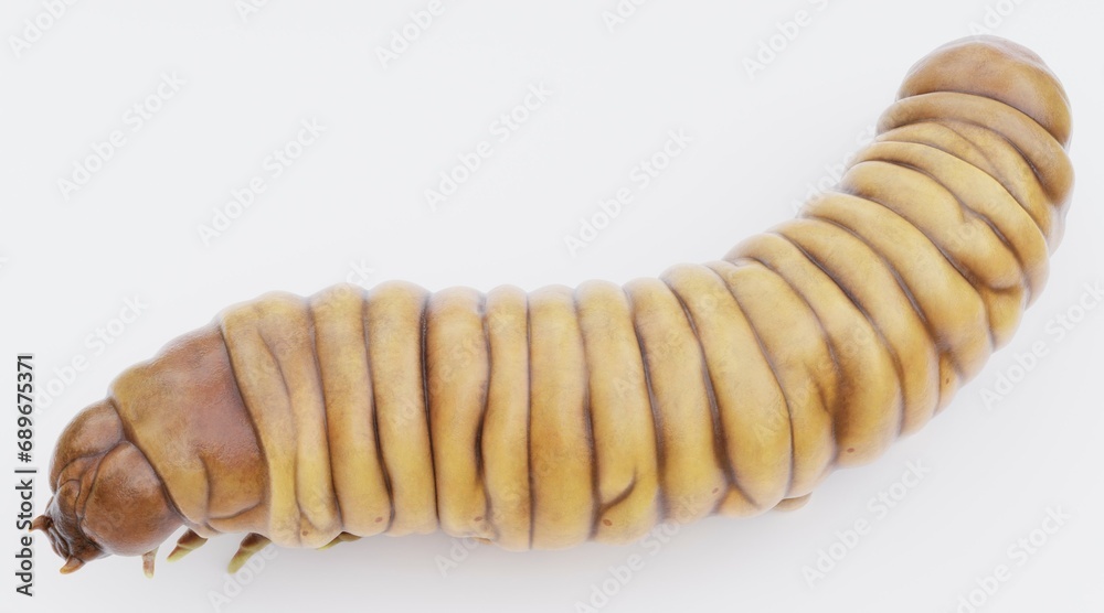 Realistic 3D Render of Wax Worm Realistic 3D Render of Wax Worm