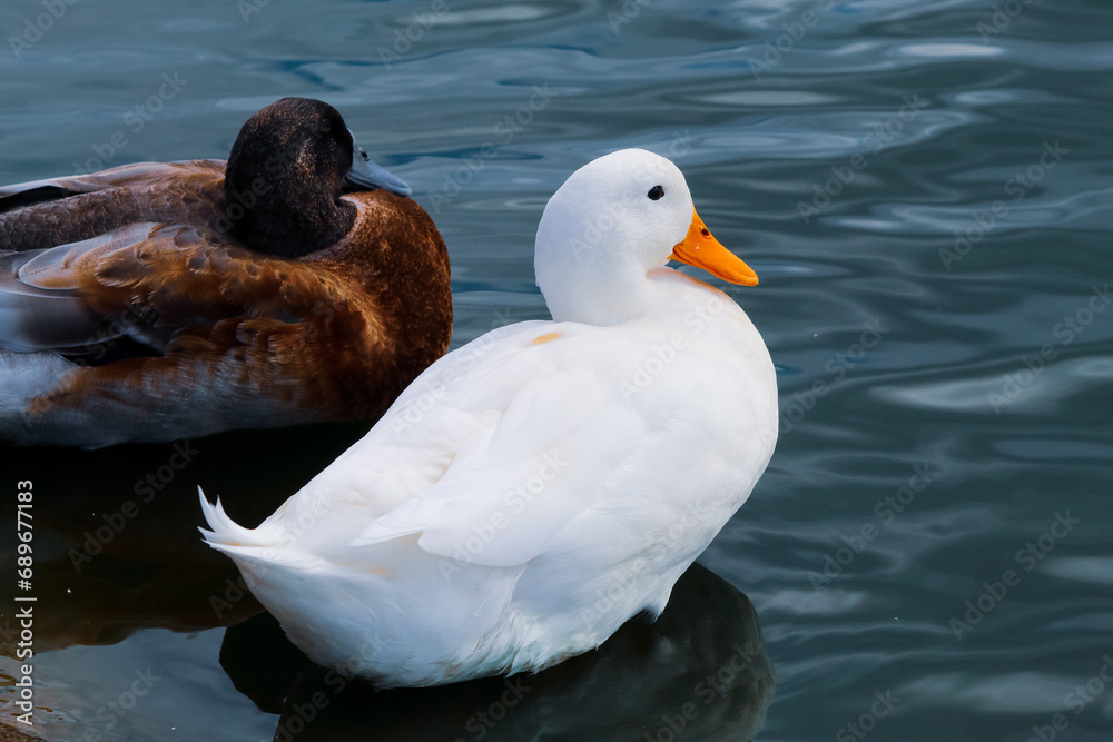 A beautiful American Pekin Duck on a lake next to another species