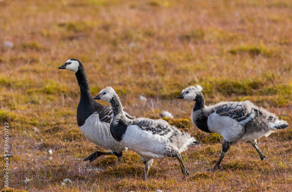 Barnacle goose (Branta leucopsis)