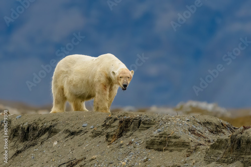 Polar bear, male, Svalbard