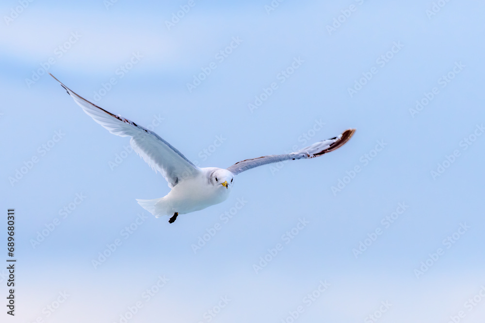 Black-legged kittiwake (Rissa tridactyla) Black-legged kittiwake (Rissa tridactyla)