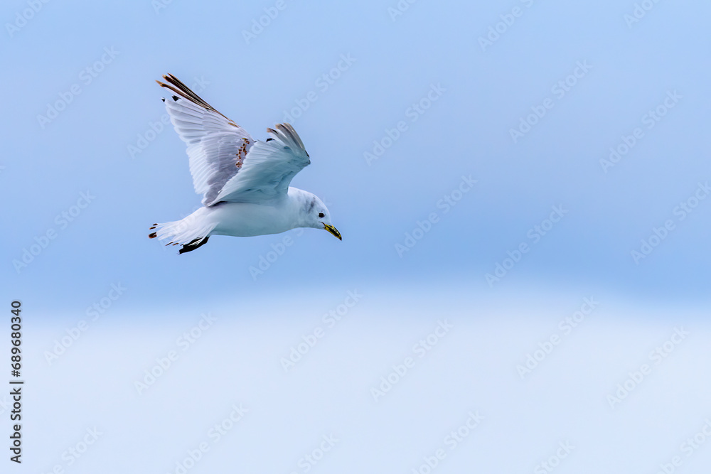 Obraz premium Black-legged kittiwake (Rissa tridactyla)