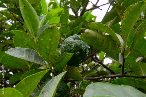 Obraz na płótnie planta de limon silvestre
