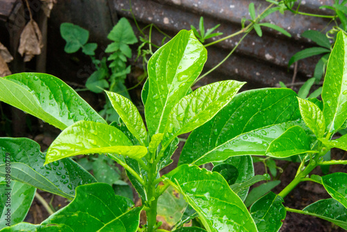 verde planta