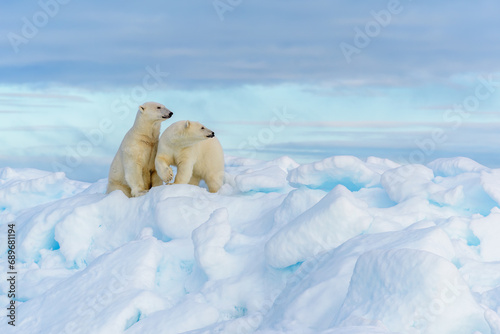 Polar bear mother and cub, seen on sea ice © Sunil Singh