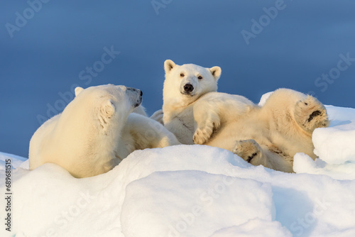 Polar bear mother and cub, seen on sea ice