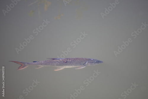 Tigersalmler / African tigerfish / Hydrocynus vittatus photo