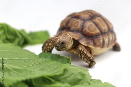Bilde på lerret Cute small baby African Sulcata Tortoise in front of white background, African s