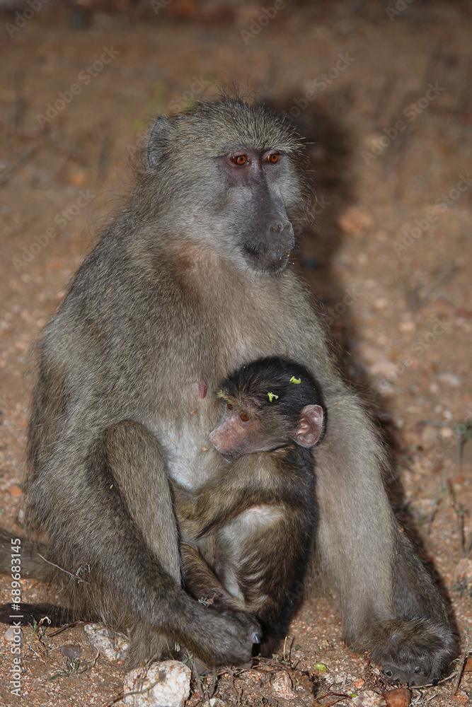 Bärenpavian / Chacma baboon / Papio ursinus Bärenpavian / Chacma baboon / Papio ursinus