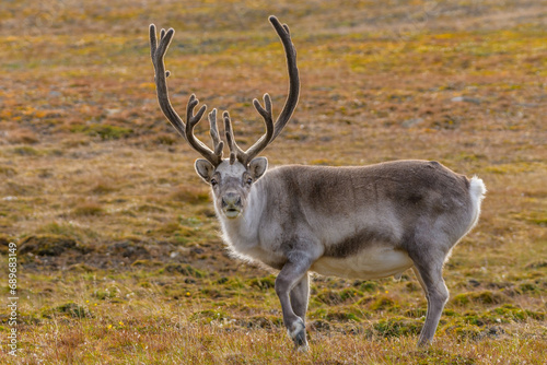 Svalbard reindeer (Rangifer tarandus platyrhynchus)