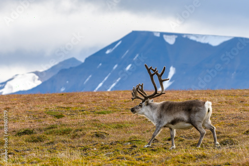 Svalbard reindeer (Rangifer tarandus platyrhynchus) photo