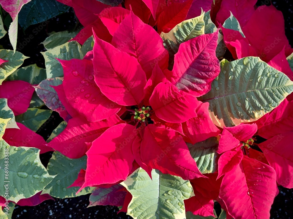Fototapeta premium christmas poinsettia flower