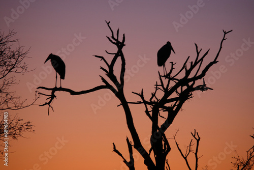 Marabu im Sonnenaufgang - Krüger Park - Südafrika / Marabou stork in the Sunrise - Kruger Park - South Africa / Leptoptilos crumeniferus