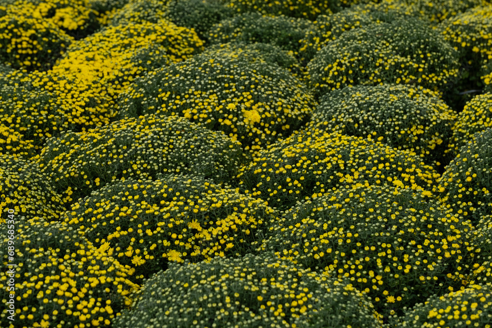 The yellow chrysanthemum is also a symbol of warmth, happiness and reunion The yellow chrysanthemum is also a symbol of warmth, happiness and reunion