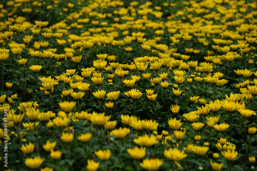 The yellow chrysanthemum is also a symbol of warmth, happiness and reunion