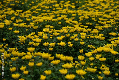 The yellow chrysanthemum is also a symbol of warmth, happiness and reunion © Long