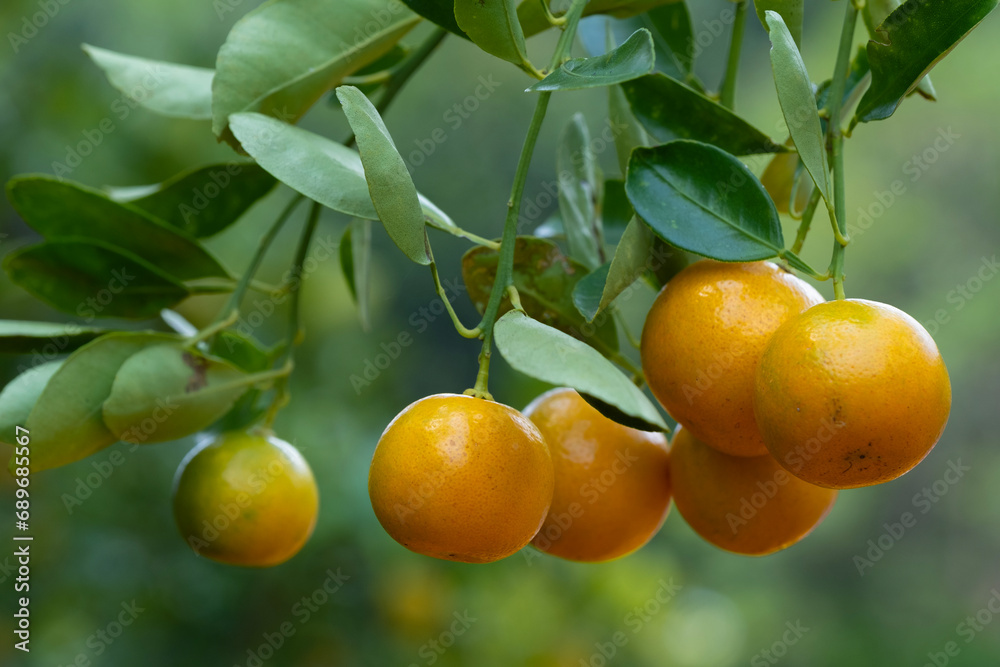 The octopus tree is an ornamental fruit tree, a small woody tree. 