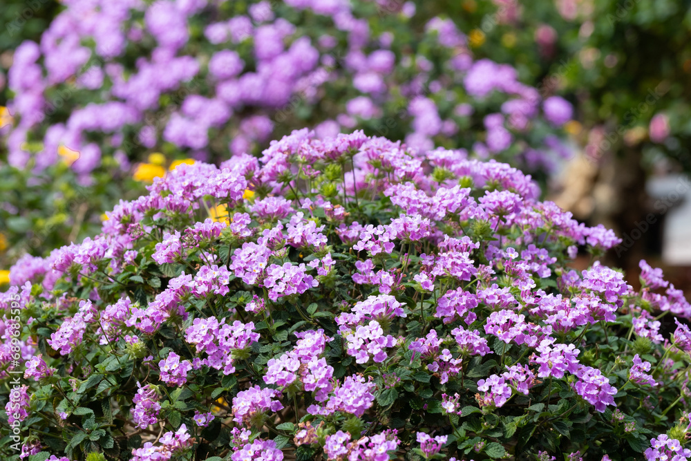 Beautiful flowers in Ho Chi Minh City Park, Vietnam