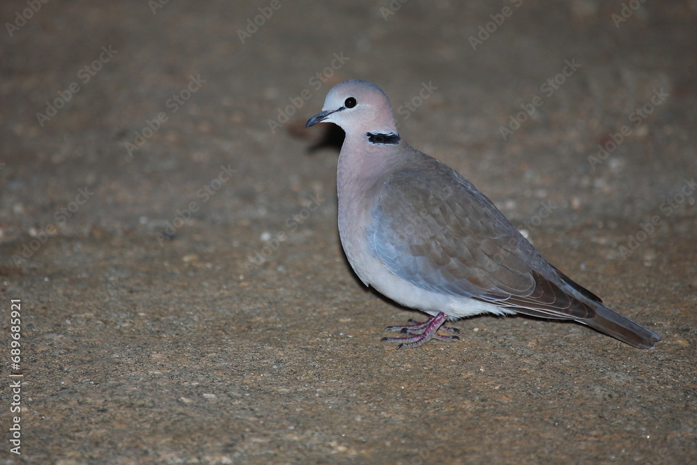 Kapturteltaube / Cape turtle dove / Streptopelia capicola Kapturteltaube / Cape turtle dove / Streptopelia capicola