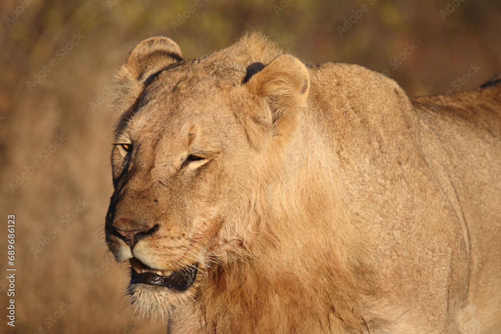 Afrikanischer Löwe / African lion / Panthera leo. Afrikanischer Löwe / African lion / Panthera leo.