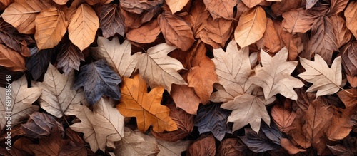 Autumn background of some dry leaves. Top view photo