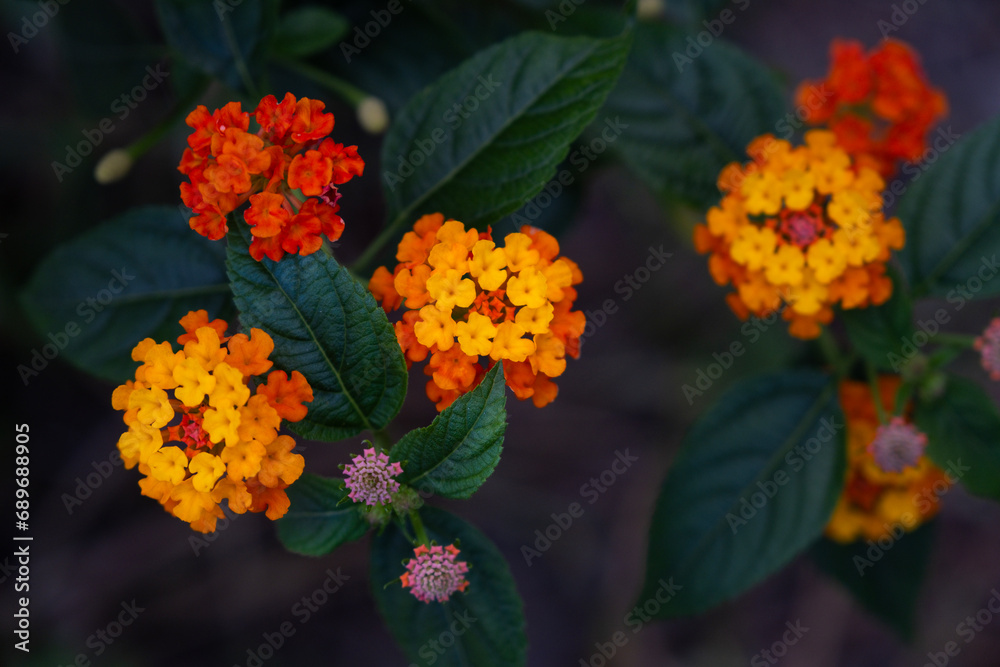 Beautiful flowers in Ho Chi Minh City Park, Vietnam Beautiful flowers in Ho Chi Minh City Park, Vietnam