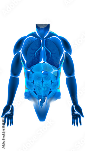 3d rendered illustration of a body.3d rendered illustration of a skeleton.