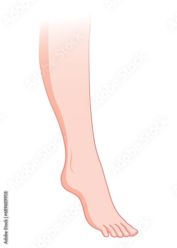 Normal skin without varicose veins. Healthy skin vessel. Vascular disease diagnostic and treatment. Vector flat style cartoon illustration isolated on white background