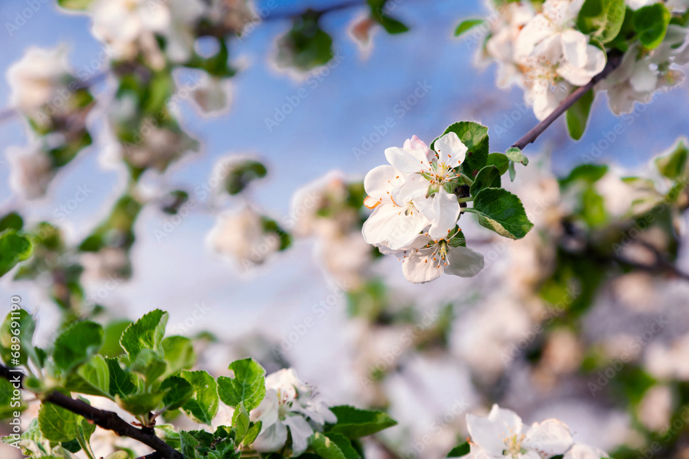 apple-tree apple-tree