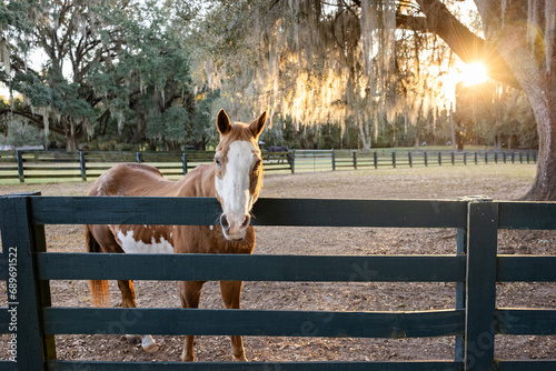 A beautiful brown and white horse behind a fence at sunset in the south with a large oak tree and the setting sun