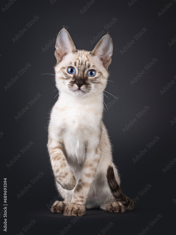 Mink F6 Savannah cat kitten, sitting up facing front. Looking towards camera with blue eyes. Isolated on a black background.