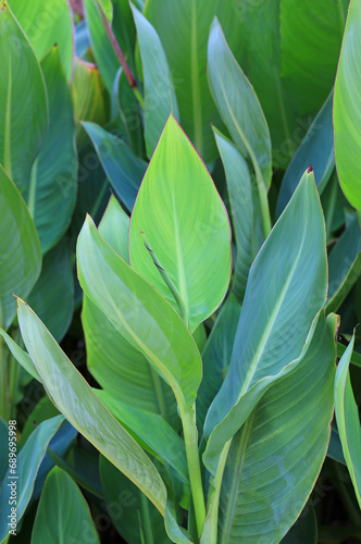 Green leaf background. Tropical leaves.